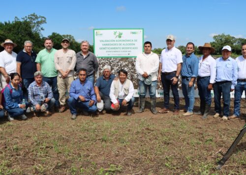Clausuran validación agronómica de nuevas variedades de algodón con biotecnología en Santa Cruz