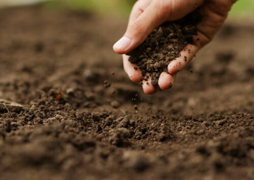 Especialistas internacionales abordarán el cultivo de sorgo en el 1er Congreso Internacional de Agricultura Sostenible