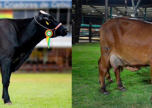 Graciela de Monte Alegre y Catalina FIV de Grupo Rojas, grandes campeonas de producción de leche en Expocruz 2026