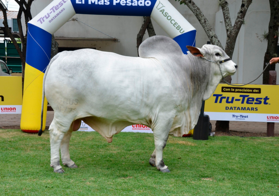 Genética y productividad: los ejemplares más pesados de tres razas cebuinas destacan en Expocruz 2026